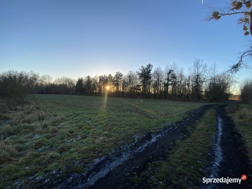 Grunt rolny częściowo zadrzewiony Stare Kurowo lubuskie sprzedam