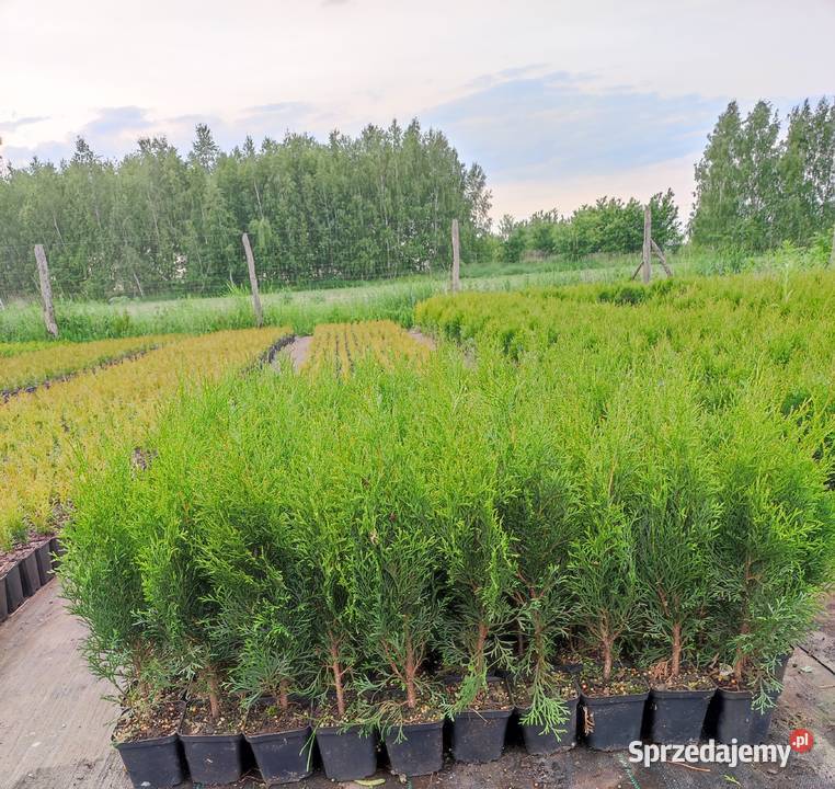 Tuja szmaragd Łasieczniki