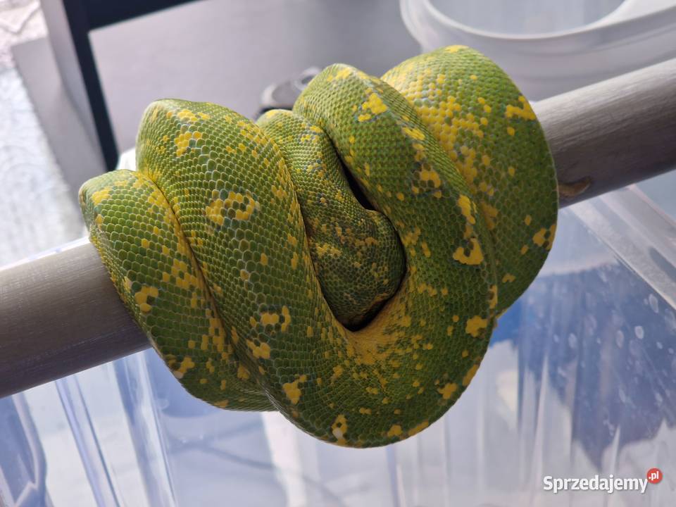 Pyton zielony Morelia Viridis Cyklop Nieborów
