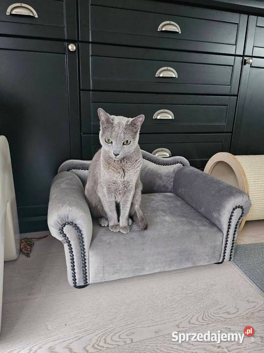 Legowisko sofa kanapa glamour psa chihuahua Warszawa