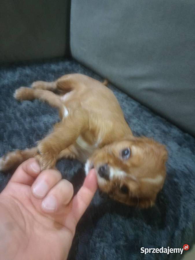 Cavalieki małe szukają domu pełnego miłości