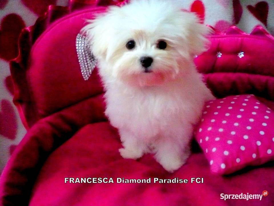 maltańczyki koreańskie szczenięta z rodowodem kujawsko-pomorskie