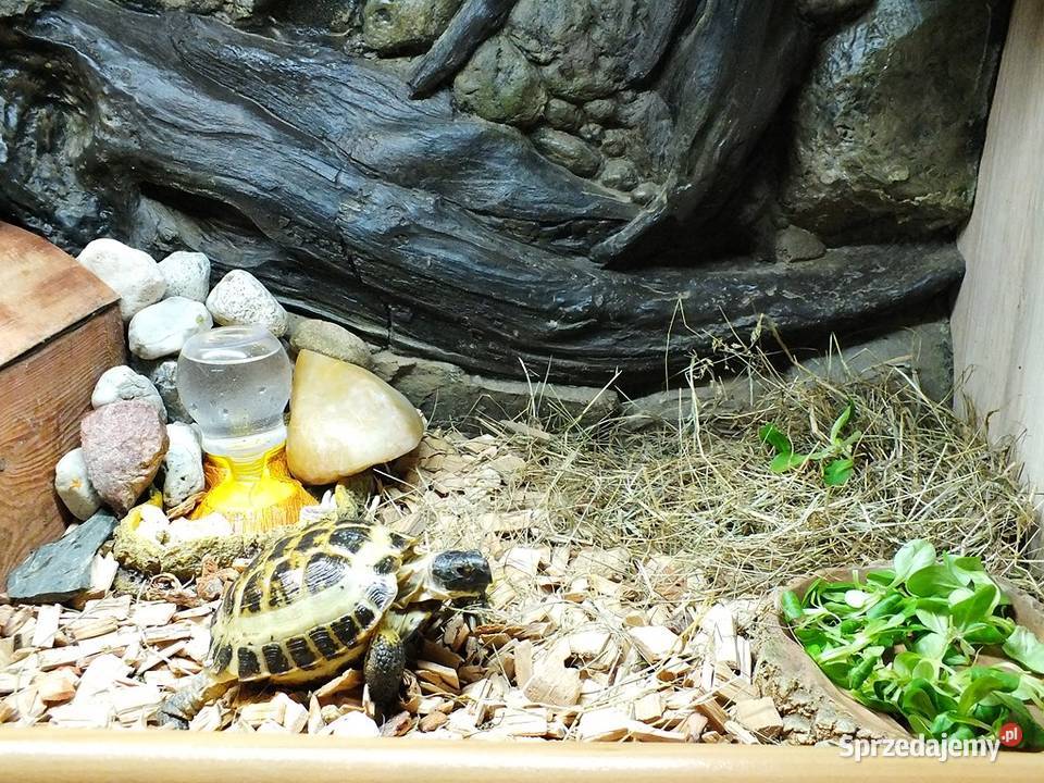 Żółw stepowy samica 5 lat lubuskie Lubsko