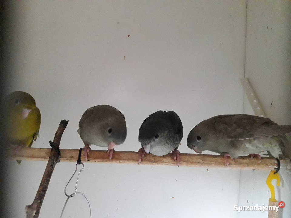 Stokówka prążkowana katarzynki Pobiedziska