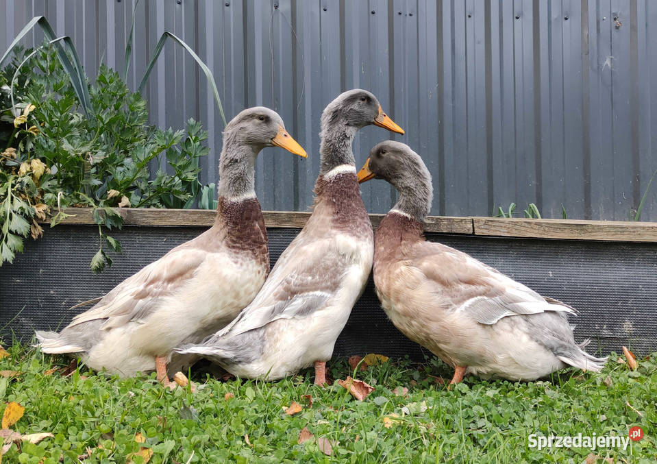 Kaczątka Kaczka ruańska rouen linia wystawowa Iwonicz