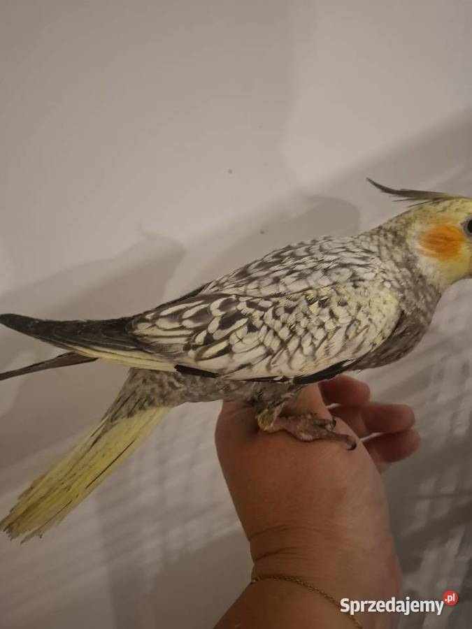 Papugi nimfy ręcznie karmione Gostyń