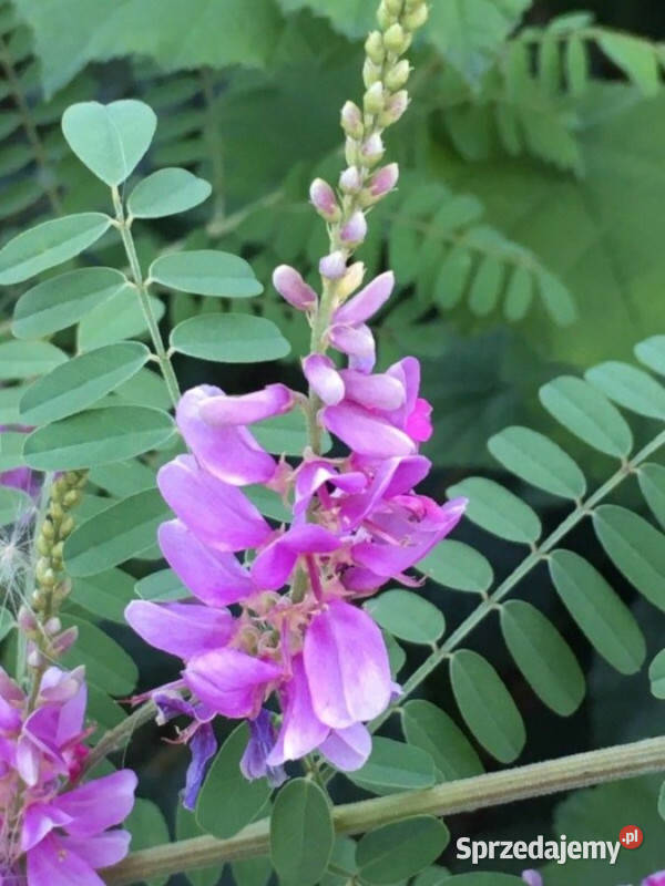 INDYGOWIEC BARWIERSKI  Indigofera tinctoria kujawsko-pomorskie Lubanie