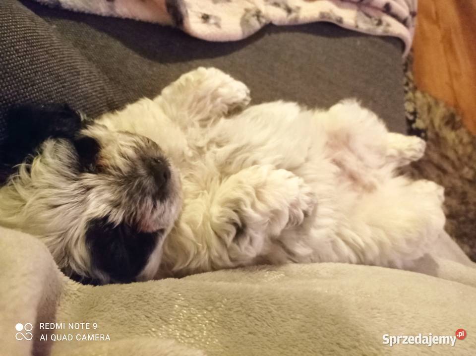 Krzyżowka Maltańczyk Ratlerek Hrubieszów