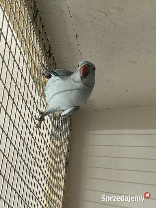 Aleksandretta Obrożna Ptaki Luborzyca sprzedam