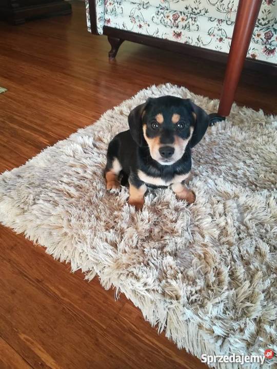 Jamniki Rzeszów Kolbuszowa