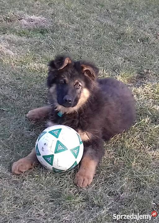 Owczarek niemiecki długowłosy Owczarek Zbydniów sprzedam