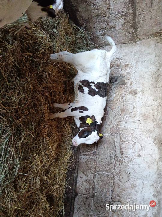Sprzedam Byczka Grodzisk Mazowiecki