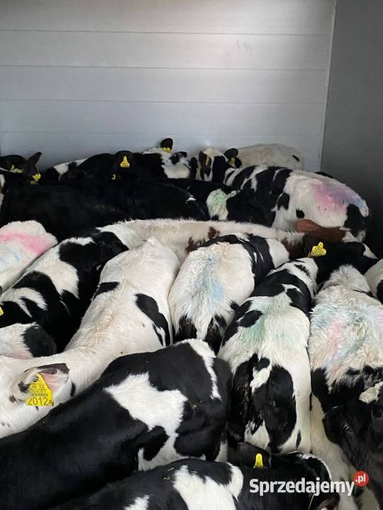 Byczki cielaki łódzkie Radomsko