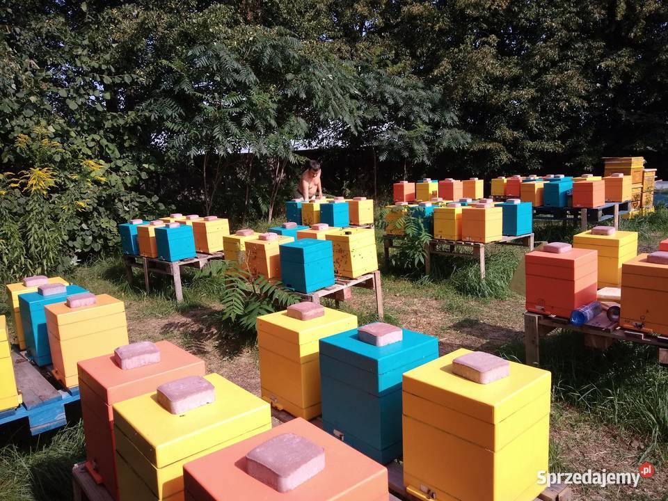 Matki pszczele HYG Odpornę na Warrozę Buckfast Warszawa