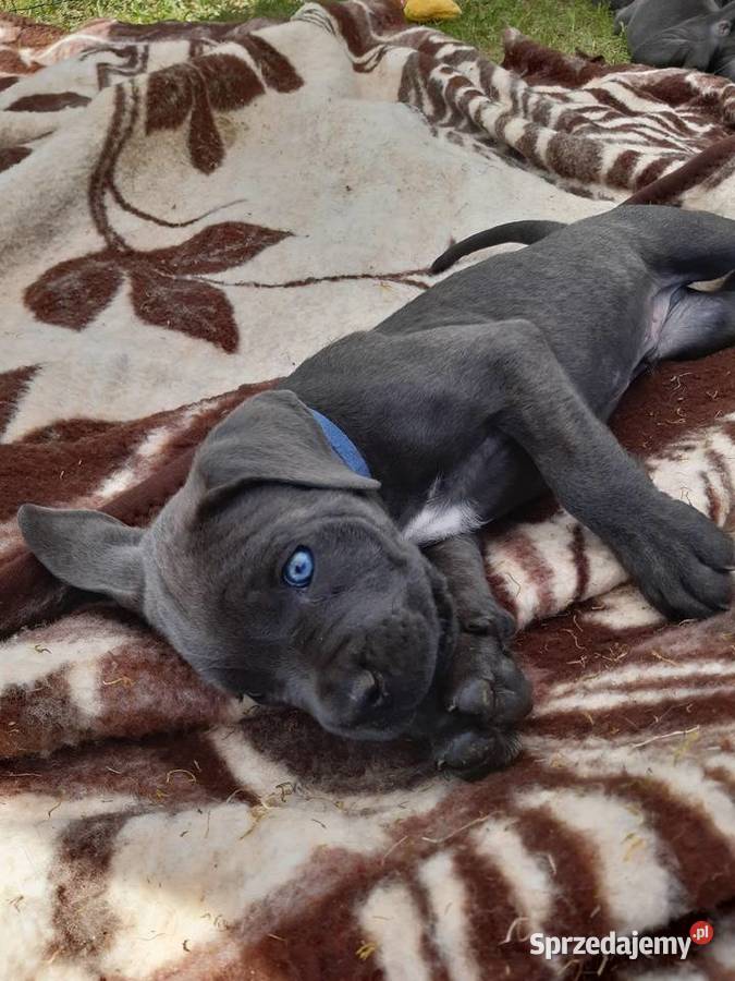 Cane corso Z Czarnych Palladynów FCI Szczecin