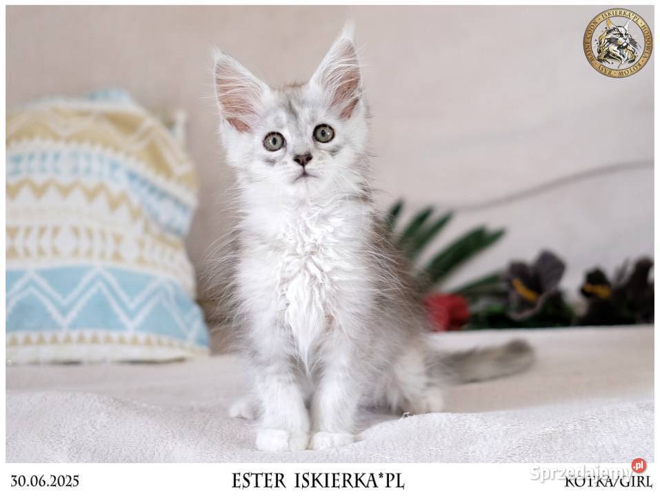 Srebrzysta kotka maine coon Warszawa