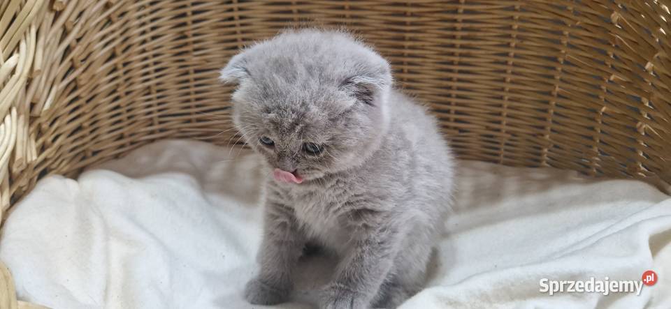 Kocurek Szkocki liliowy zwisłouchy śląskie Katowice sprzedam