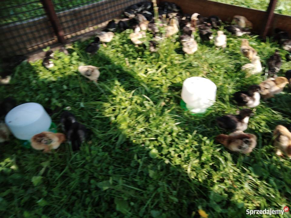 Kurczęta australorp Ryczów