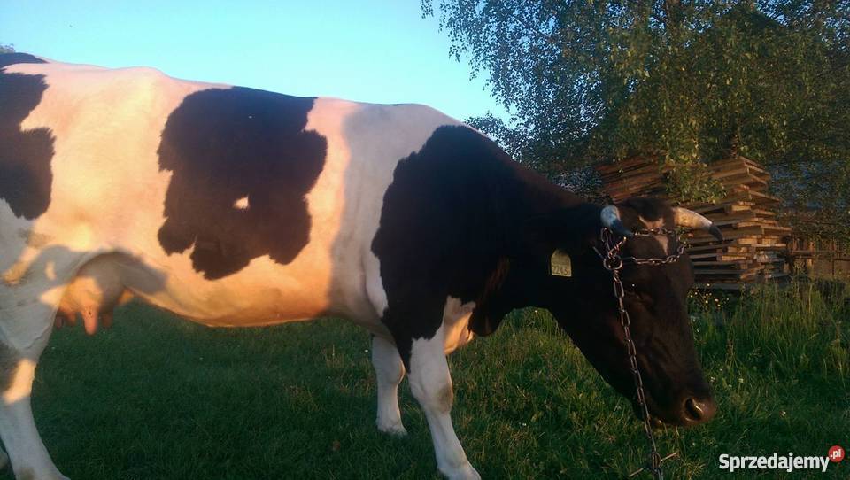 Krowa czarno biała okazja 3300 Wesoła