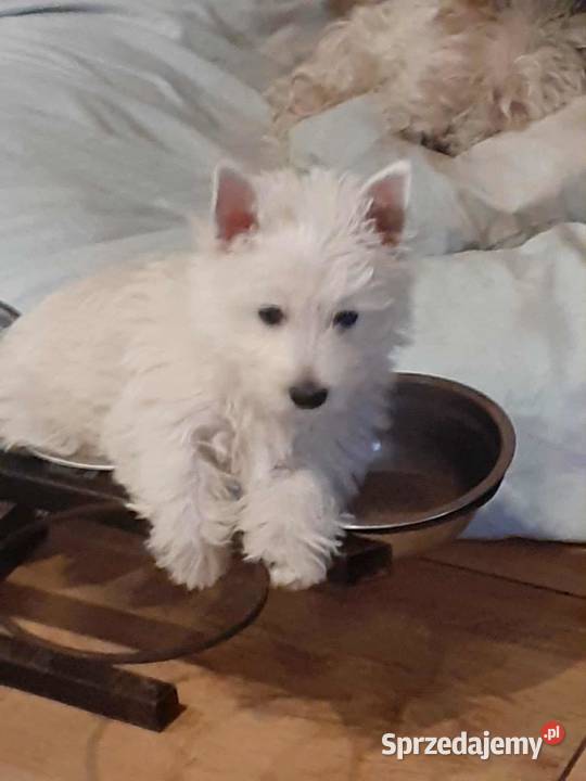 West Highland White Terrier piesek