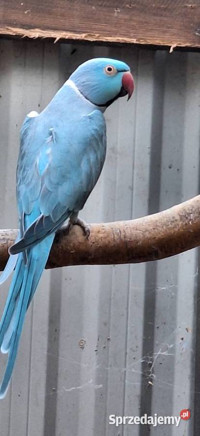 Aleksandretty Obrożne Ptaki Łańcut