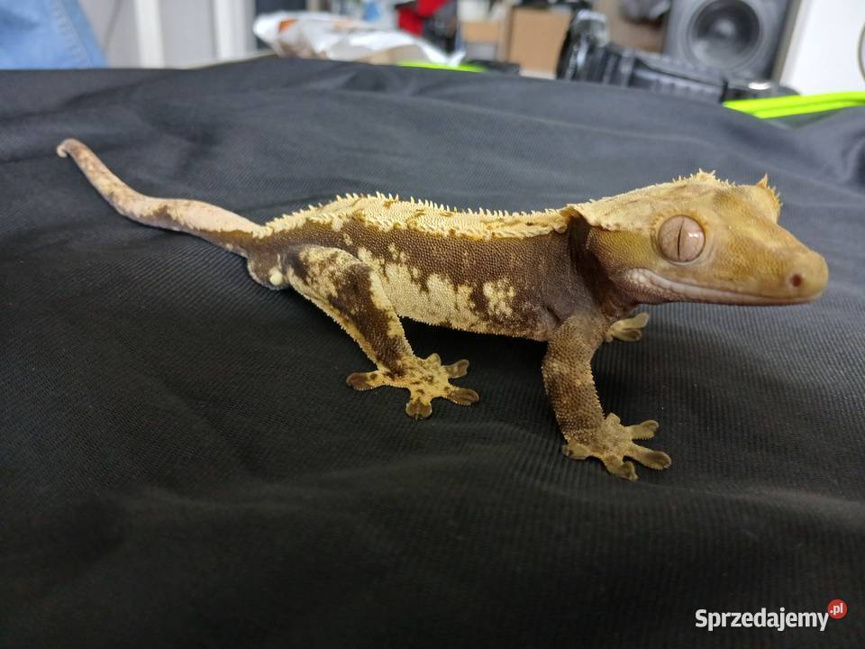 Gekon Orzęsiony Parka z terrarium łódzkie sprzedam