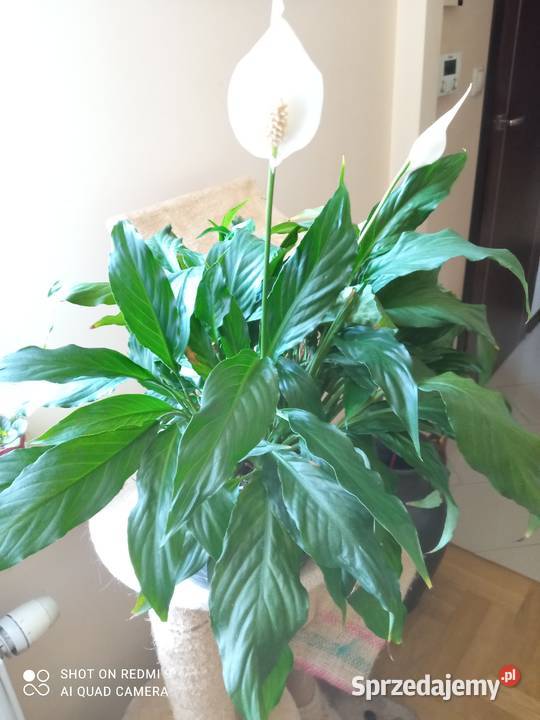 A może skrzydłokwiat Białystok