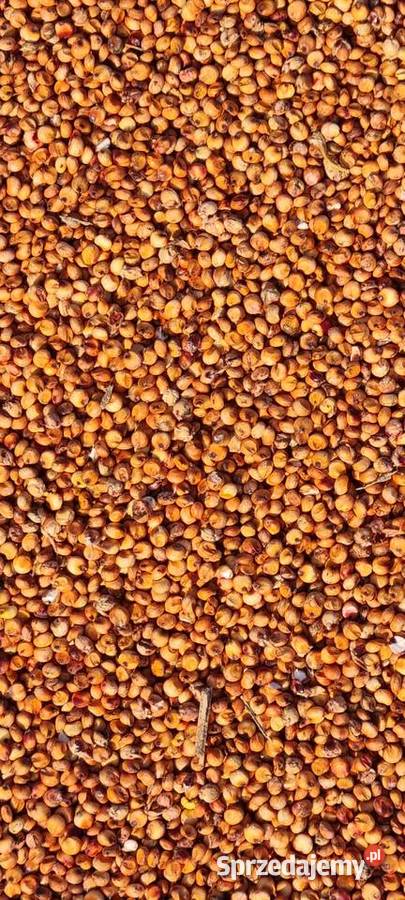 SORGO czerwone sprzedam Ligota Turawska