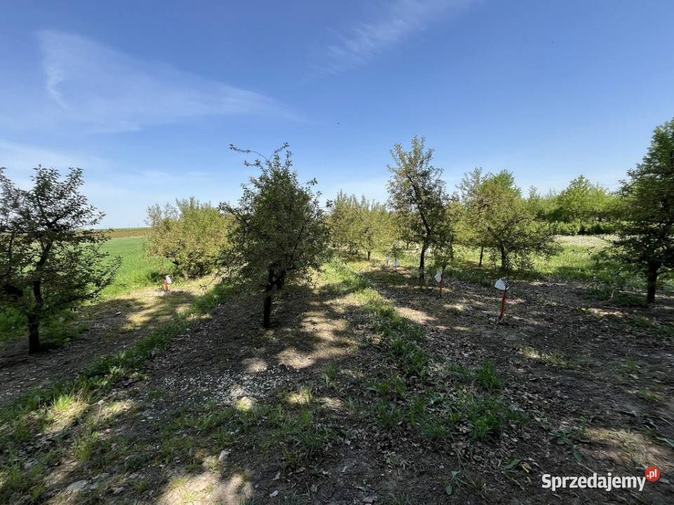 Działka rolnobudowlana w Kamieniu Kolonii Sprzedaż Kamień-Kolonia
