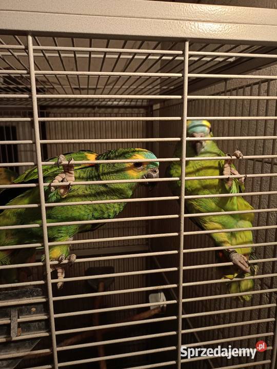 Sprzedam Amazonki Niebieskoczelne Kokorzyn sprzedam