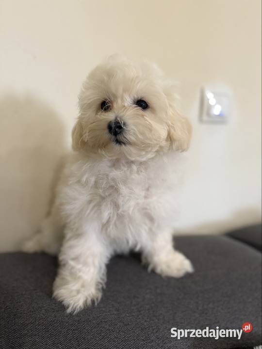 Maltipoo śliczna sunia dolnośląskie Bolesławiec