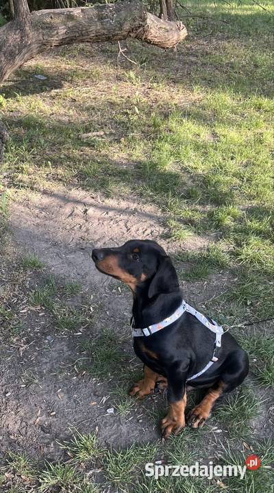Doberman szczeni mazowieckie Warszawa sprzedam