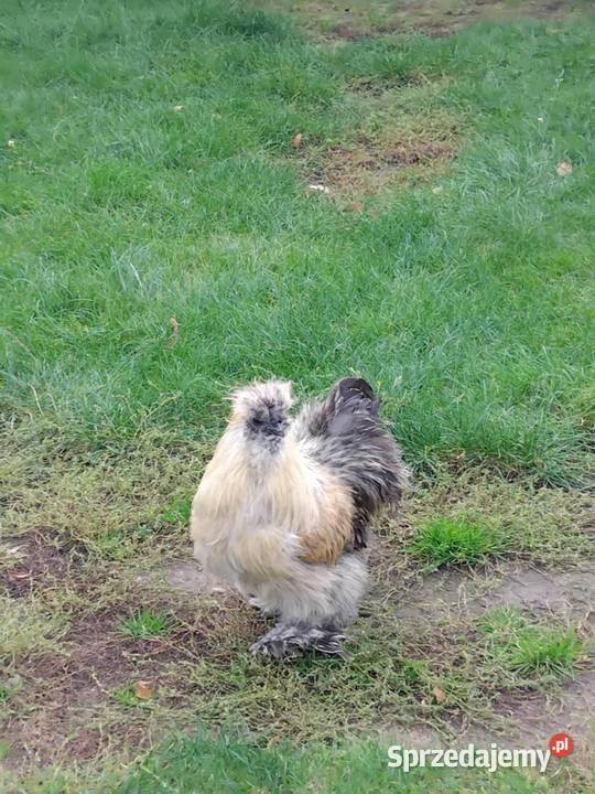 Kogut Silka dorosły