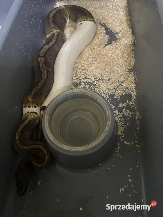 Sprzedam zamienię Gdynia sprzedam