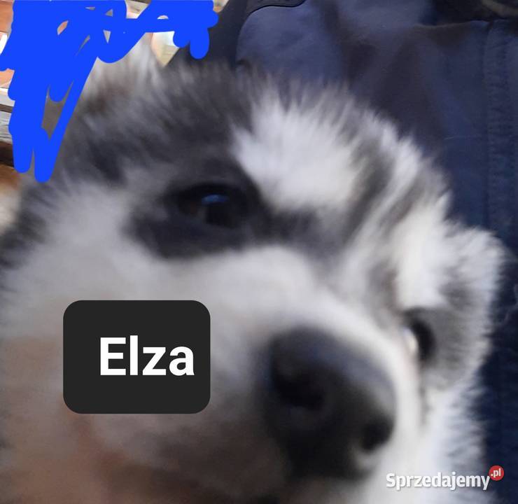 Szczeniaki dostępne mlode Reda