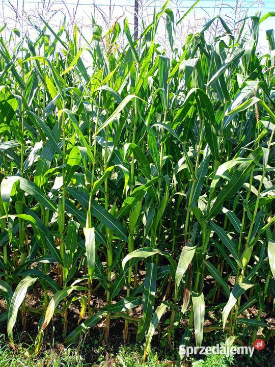 Kukurydza na kiszonke Wilcze