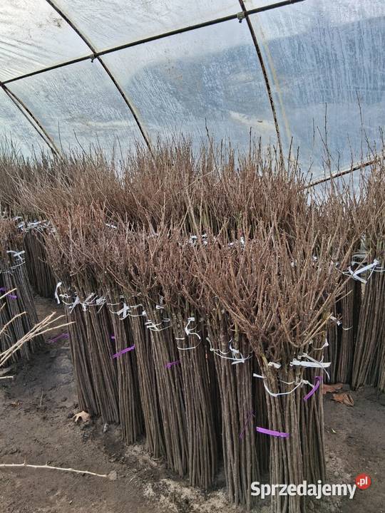 Porzeczki i agresty szczepione na pniu Poznań