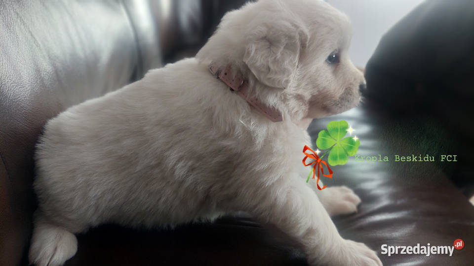 Szczeniaki Polski Owczarek Podhalański Owczarek Rzeszów