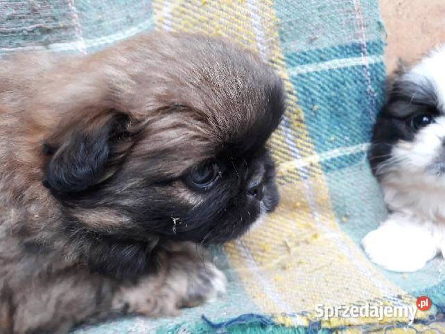 Pekińczyk Miniaturka Jędrzejów