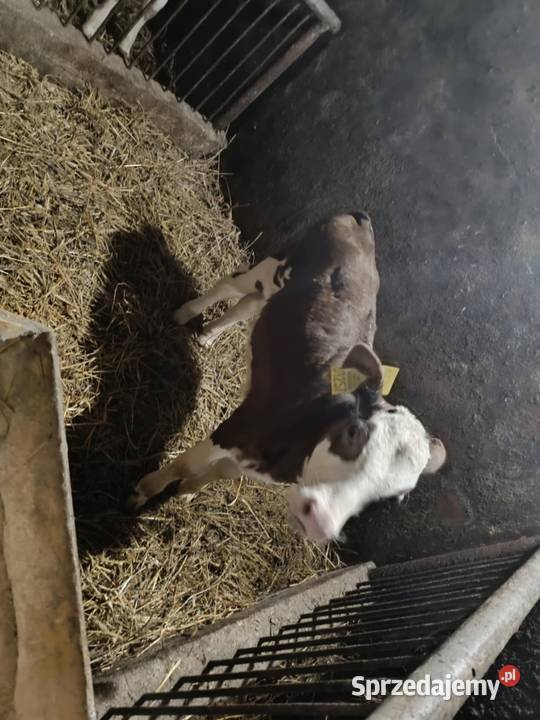Sprzedam cielaki jałowka byk Bydło Żubrynek