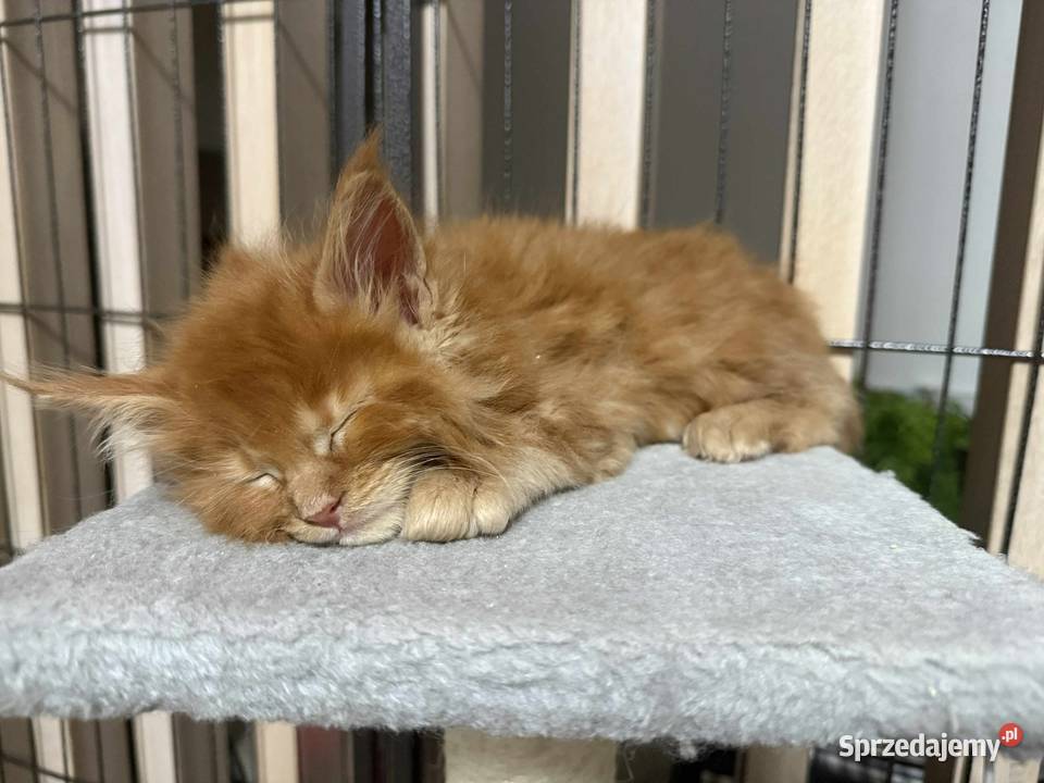 Maine Coon kocur do hodowli Championach Radom