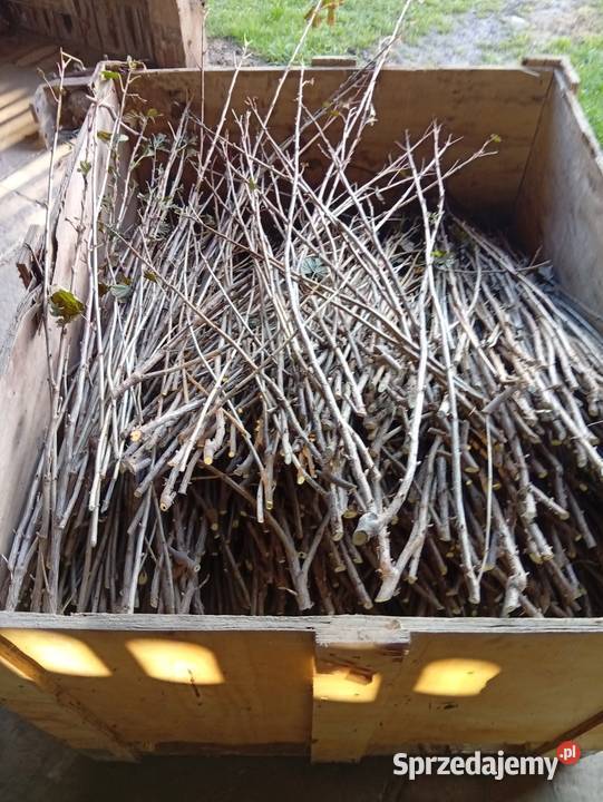 Patyki tisel porzeczka czarna