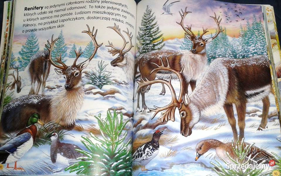 Zwierzęta świata Pere Rovira Francisco Arredondo Pozostałe Chełm