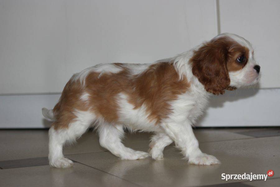 Cavalier King Charles Spaniel szczeniaczki ZKwP Aleksandria