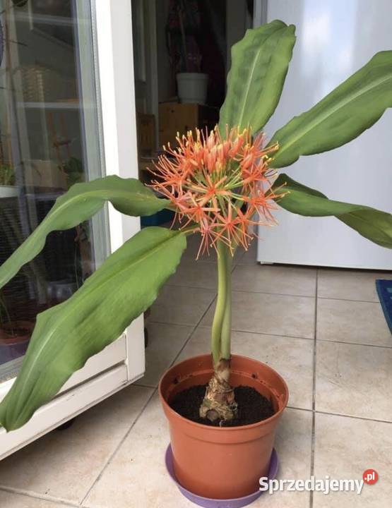 Krasnokwiat Katarzyny odmiana King Albert