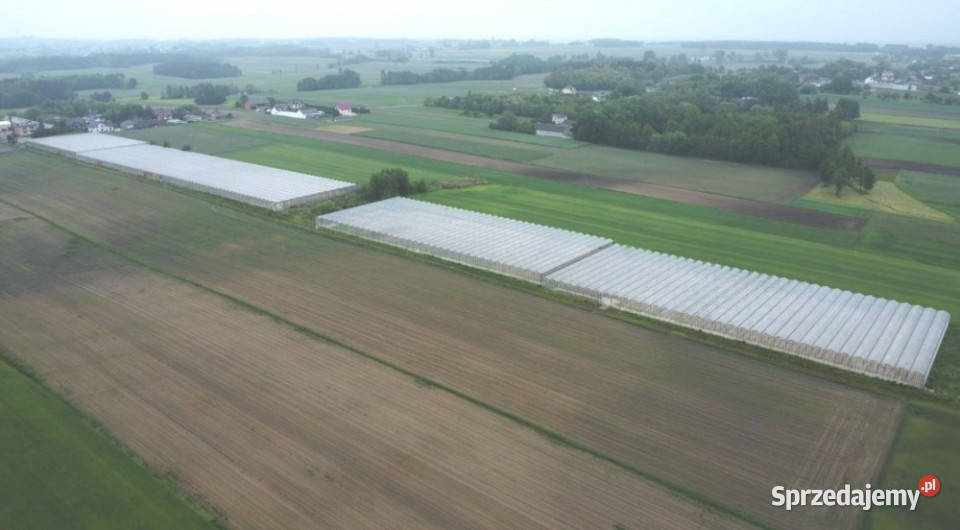 Sprzedam dom i szklarnie Godziesze Małe sprzedam