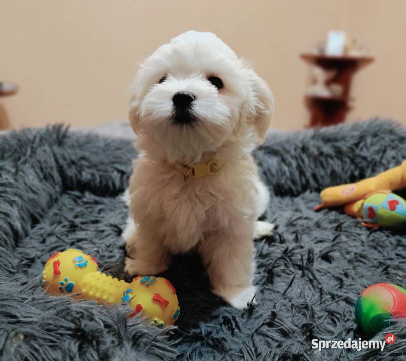 Maltańczykśliczny piesek Zwierzęta Warszawa