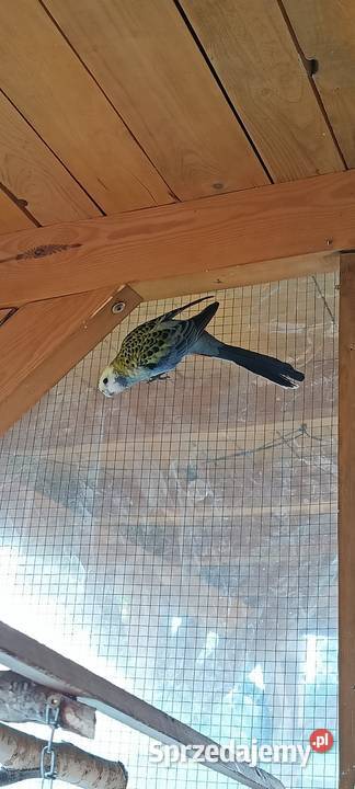 Rozelle Królewskie i Bladogłowe dolnośląskie Wąsosz