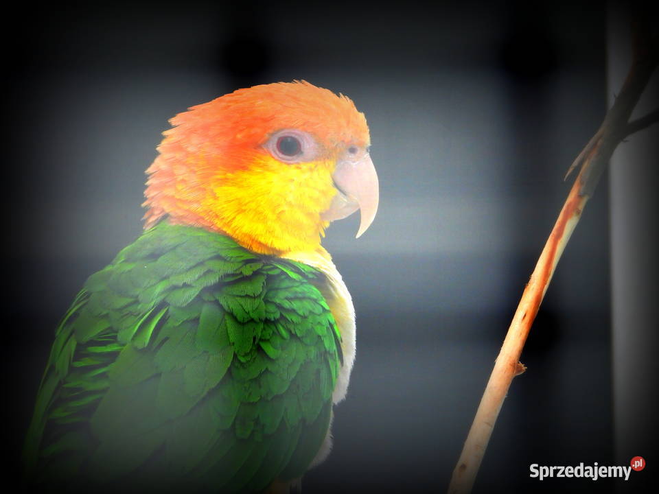 Redukcja hodowli sprzedam papugi Barwinki Cieszyn