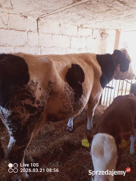 Krowa z cielakiem Bydło Suwałki